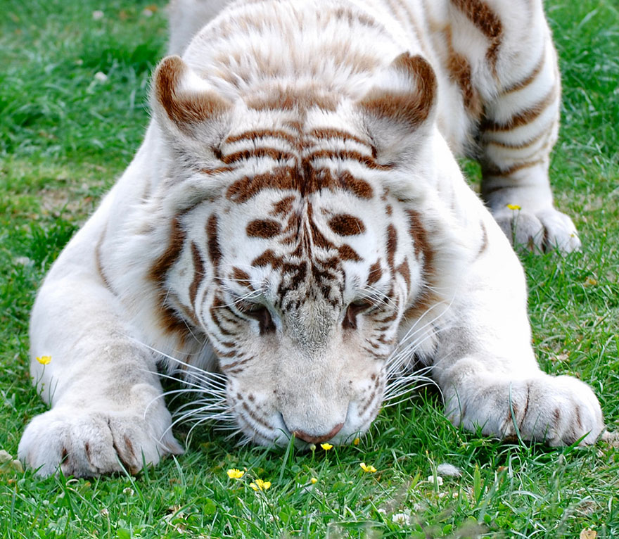 animales-oliendo-flores (14)