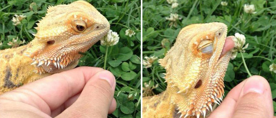 animales-oliendo-flores (2)