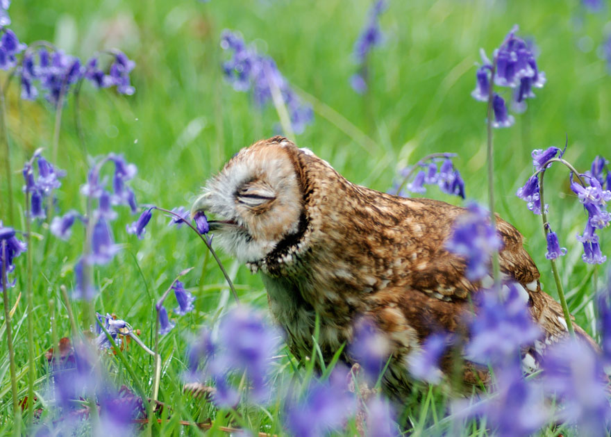 animales-oliendo-flores (3)