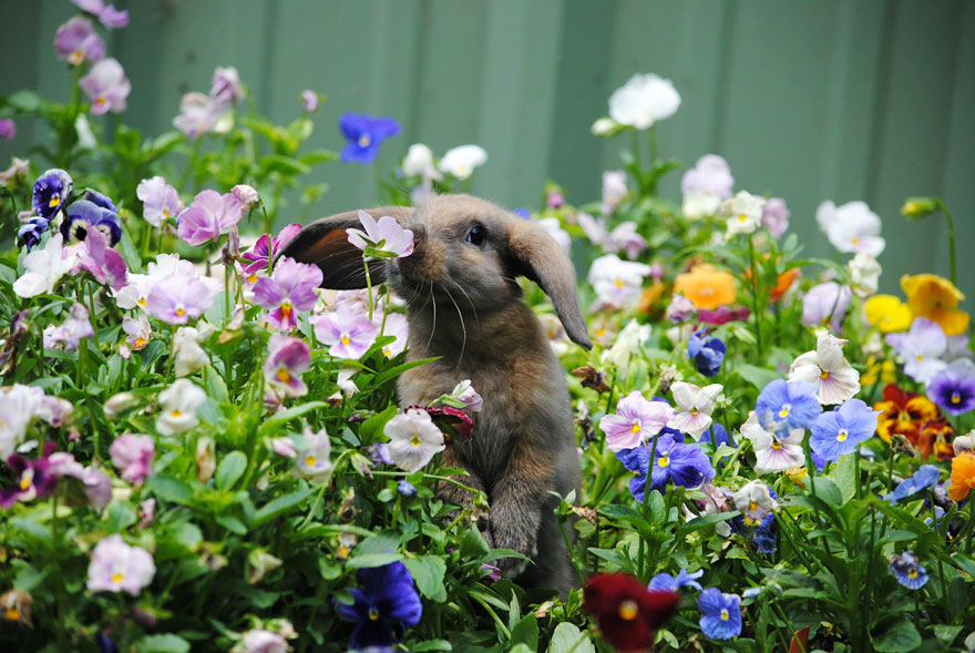 animales-oliendo-flores (4)