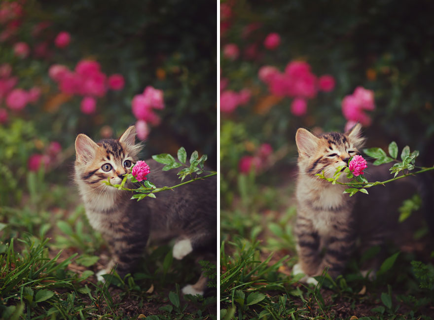 animales-oliendo-flores (5)