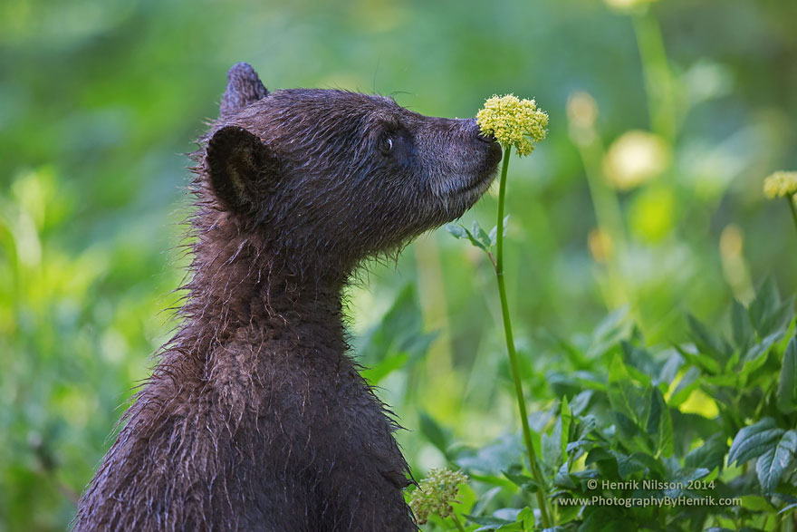 animales-oliendo-flores (6)