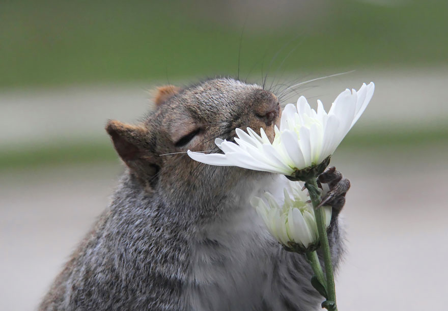 animales-oliendo-flores (9)