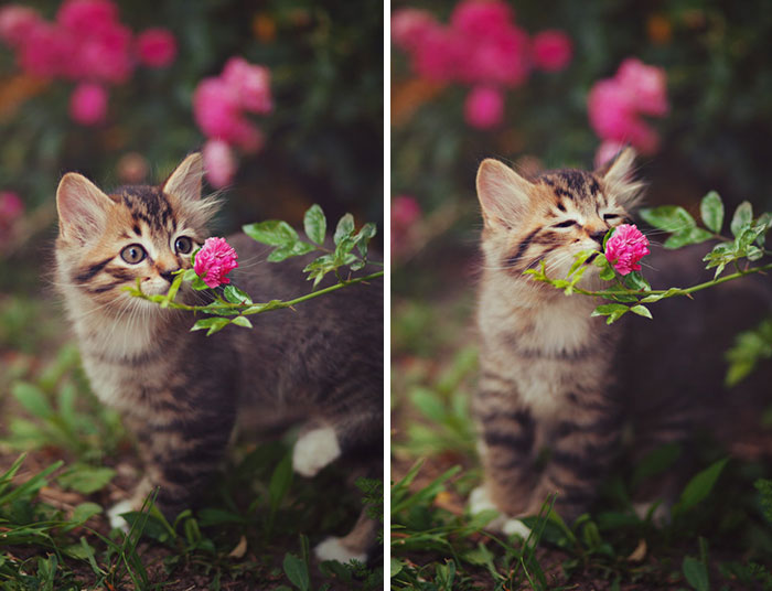 15 Animales adorables mientras huelen flores