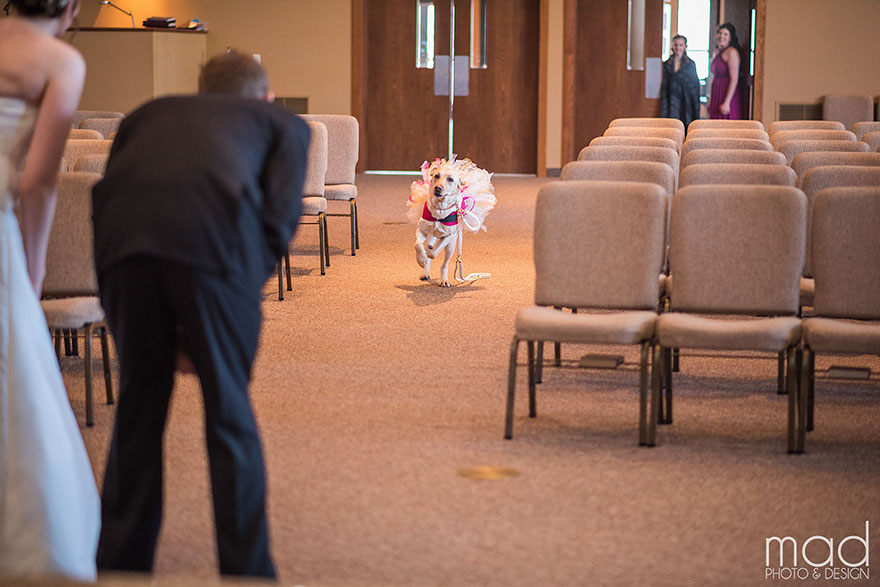 bella-perro-asistencia-boda-valerie-parrot (1)
