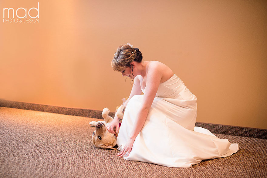bella-perro-asistencia-boda-valerie-parrot (4)