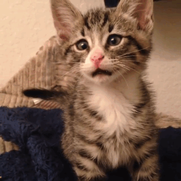bum-gato-ojos-preocupados (1)