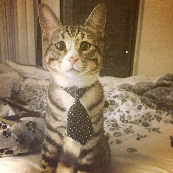 bum-gato-ojos-preocupados (2)