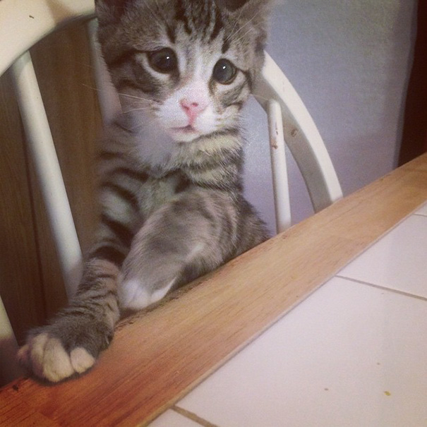 bum-gato-ojos-preocupados (6)