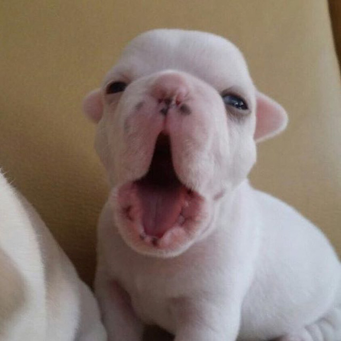 cachorro-bulldog-frances-link-sean-sarantos (2)