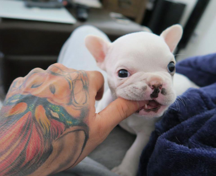 cachorro-bulldog-frances-link-sean-sarantos (4)