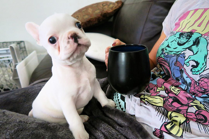 cachorro-bulldog-frances-link-sean-sarantos (6)