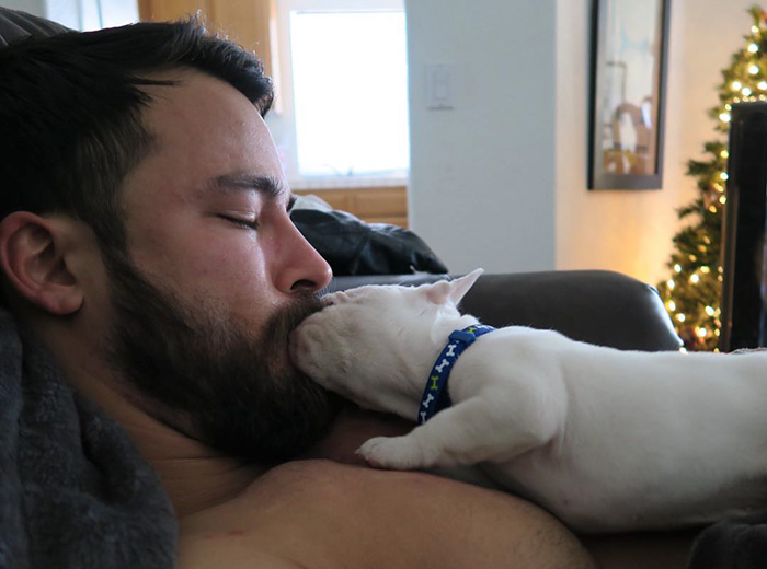 cachorro-bulldog-frances-link-sean-sarantos (7)