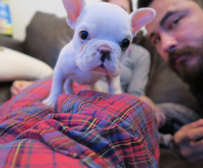 cachorro-bulldog-frances-link-sean-sarantos (8)