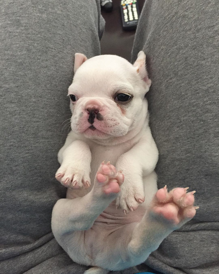 cachorro-bulldog-frances-link-sean-sarantos (9)