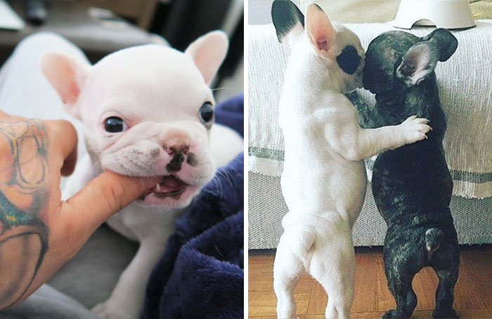 Este diminuto bulldog francés está conquistando Instagram