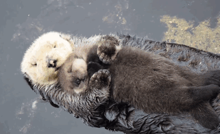 cria-nutria-durmiendo-barriga-madre-monterey-bay (1)