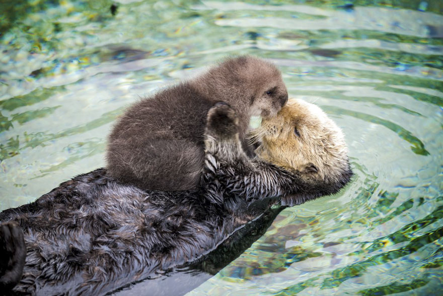 cria-nutria-durmiendo-barriga-madre-monterey-bay (1)