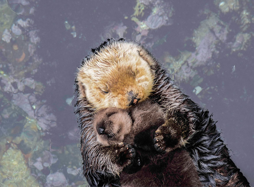 cria-nutria-durmiendo-barriga-madre-monterey-bay (2)