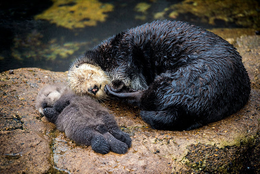 cria-nutria-durmiendo-barriga-madre-monterey-bay (3)