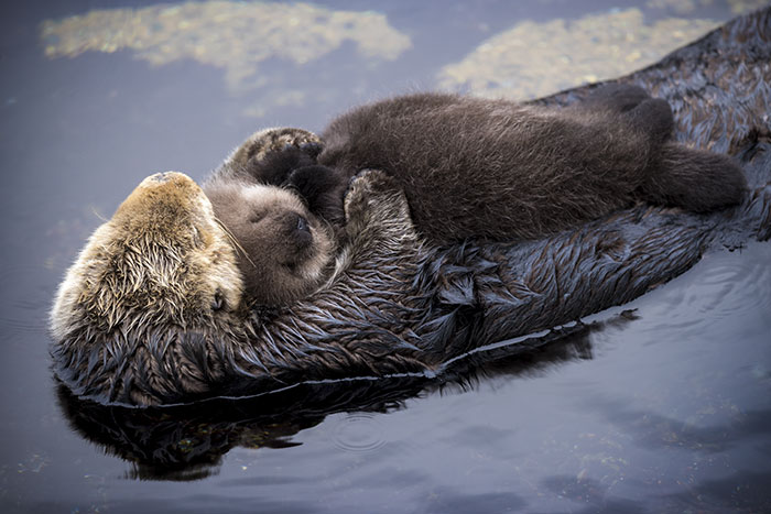 Esta nutria de un día de edad se duerme en la barriga de su madre mientras flota