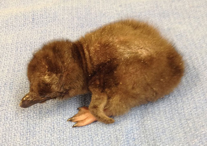 El zoo de Cincinnati bautiza como «Bowie» a su más reciente cría de pingüino