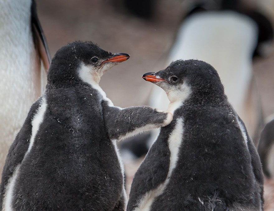 dia-concienciacion-pinguinos (13)