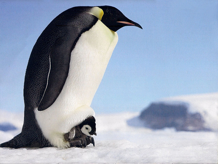 dia-concienciacion-pinguinos (34)