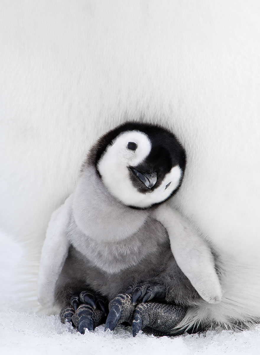dia-concienciacion-pinguinos (39)