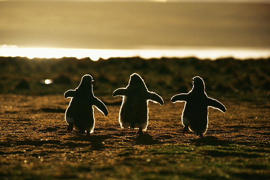 dia-concienciacion-pinguinos (4)