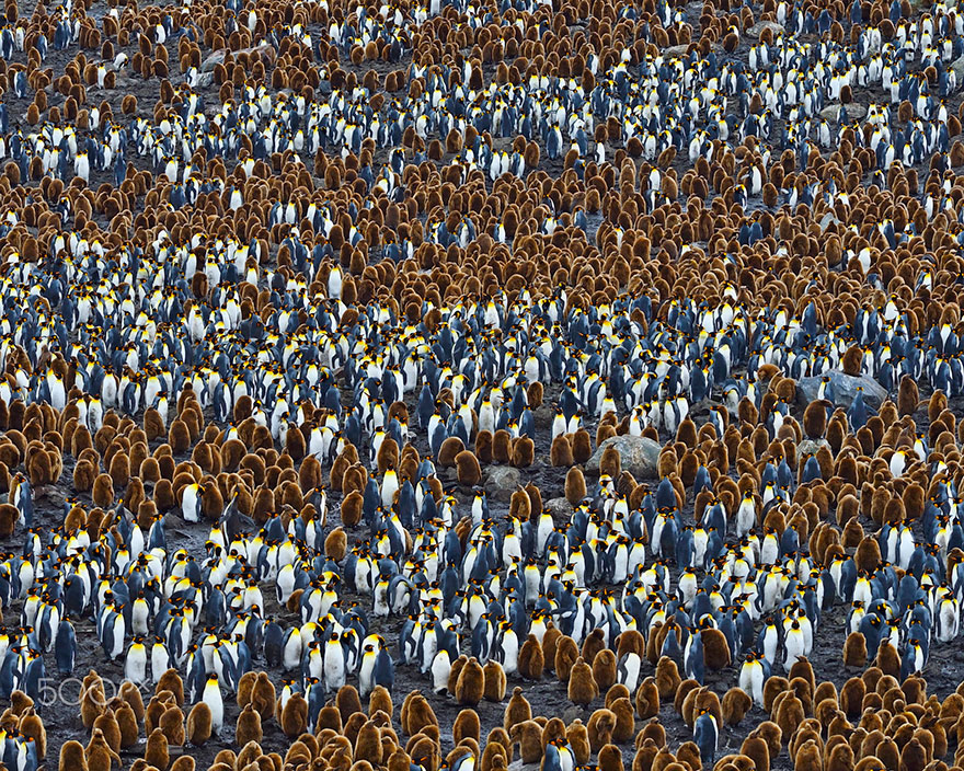 dia-concienciacion-pinguinos (42)
