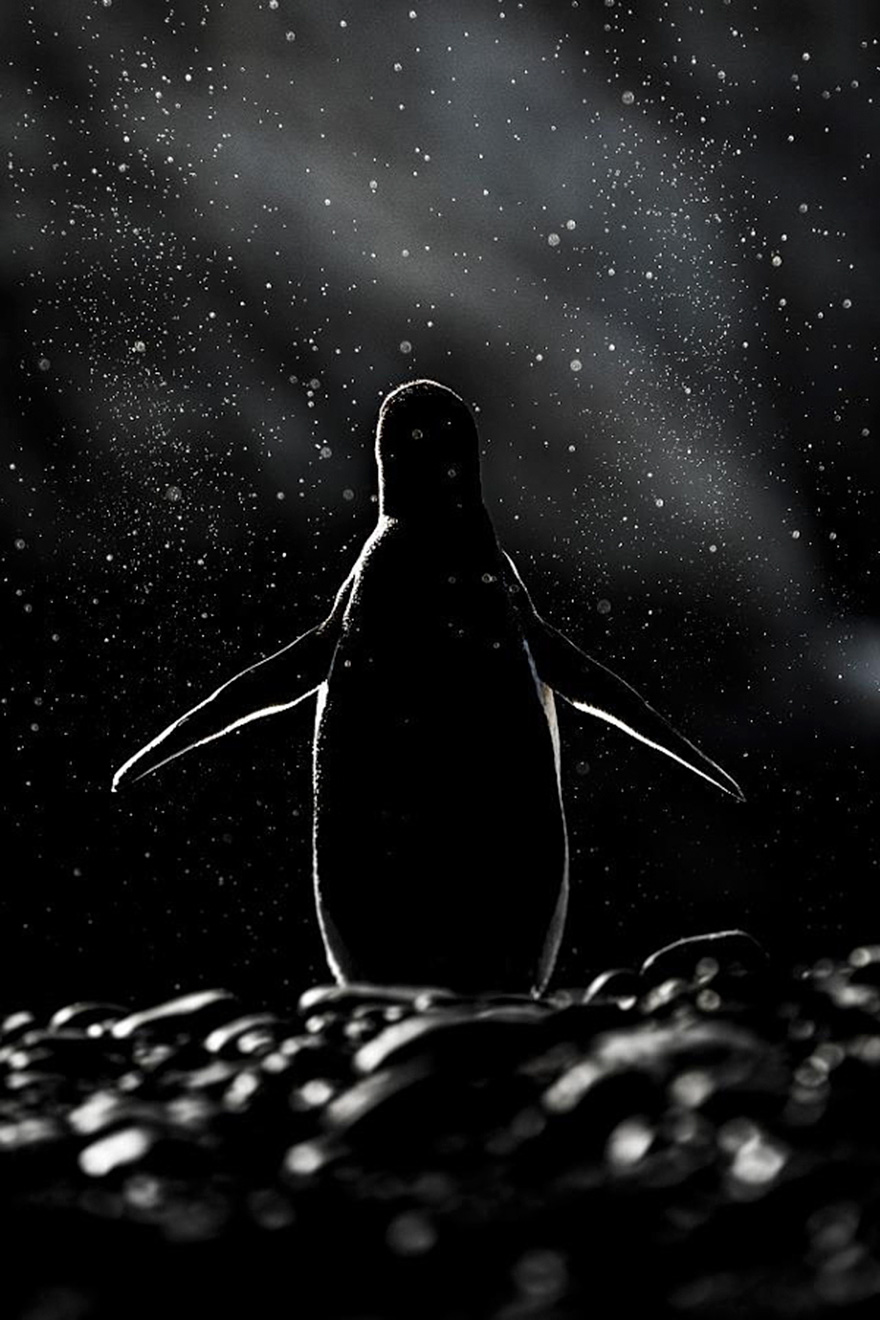 dia-concienciacion-pinguinos (9)