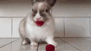 divertidos-animales-comiendo (1)
