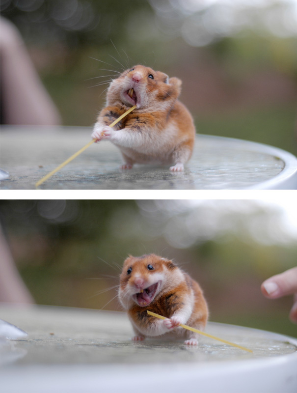 divertidos-animales-comiendo (12)