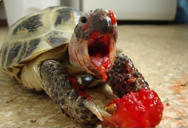 divertidos-animales-comiendo (2)