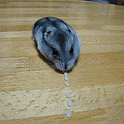 divertidos-animales-comiendo (3)