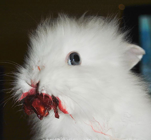 divertidos-animales-comiendo (3)