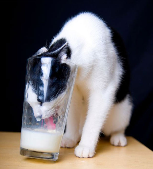divertidos-animales-comiendo (6)