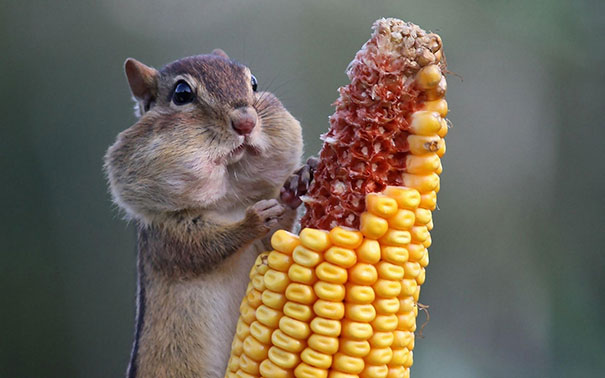 divertidos-animales-comiendo (7)