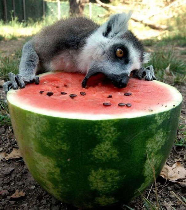 divertidos-animales-comiendo (9)
