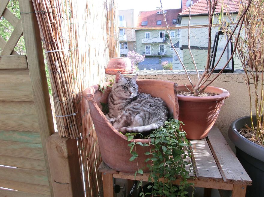 encuentra-gato-pedro-cocina-1