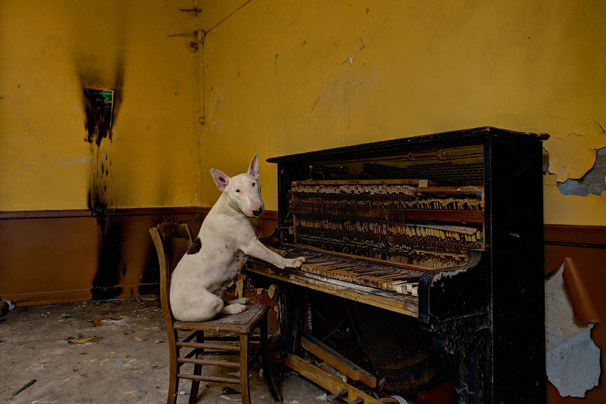 exploracion-lugares-abandonados-perro-claire-alice-van-kempen (11)