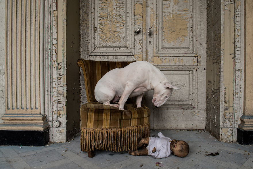 exploracion-lugares-abandonados-perro-claire-alice-van-kempen (17)