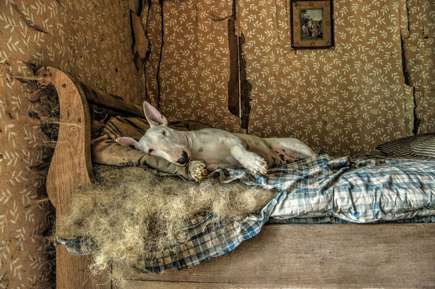 exploracion-lugares-abandonados-perro-claire-alice-van-kempen (2)