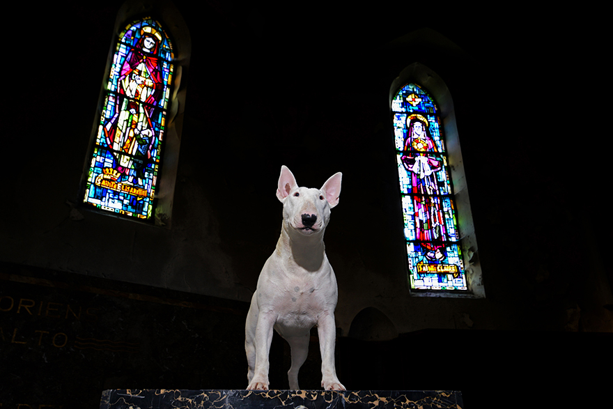 exploracion-lugares-abandonados-perro-claire-alice-van-kempen (3)