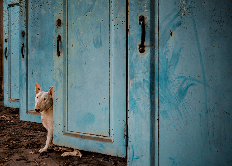 exploracion-lugares-abandonados-perro-claire-alice-van-kempen (4)