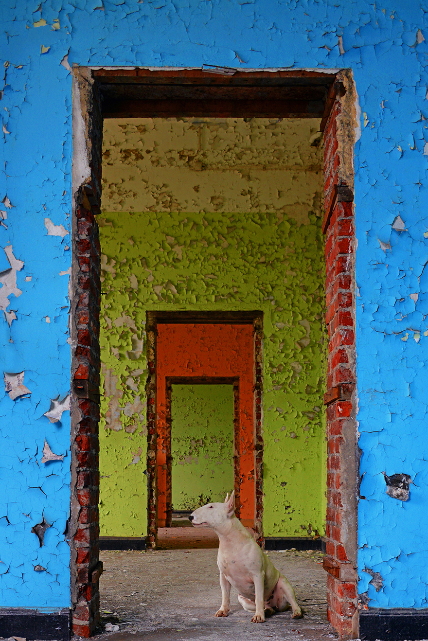 exploracion-lugares-abandonados-perro-claire-alice-van-kempen (5)