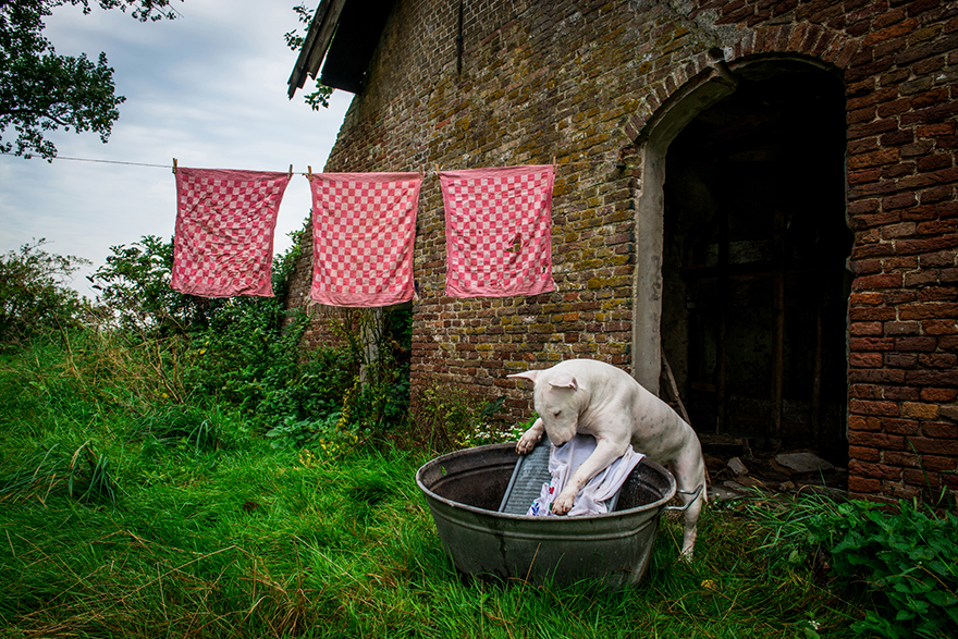 exploracion-lugares-abandonados-perro-claire-alice-van-kempen (6)