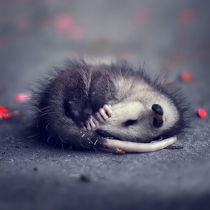 fotos-adorables-zarigueyas (2)