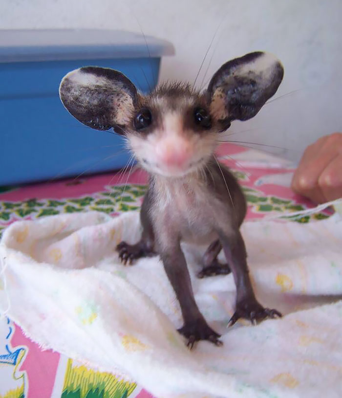 fotos-adorables-zarigueyas (6)